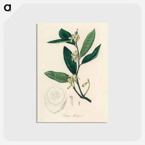 アートポストカード-Citron Illustration
 - 薬用植物学 Postcard.