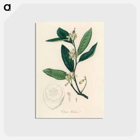 アートポストカード-Citron Illustration
 - 薬用植物学 Postcard.