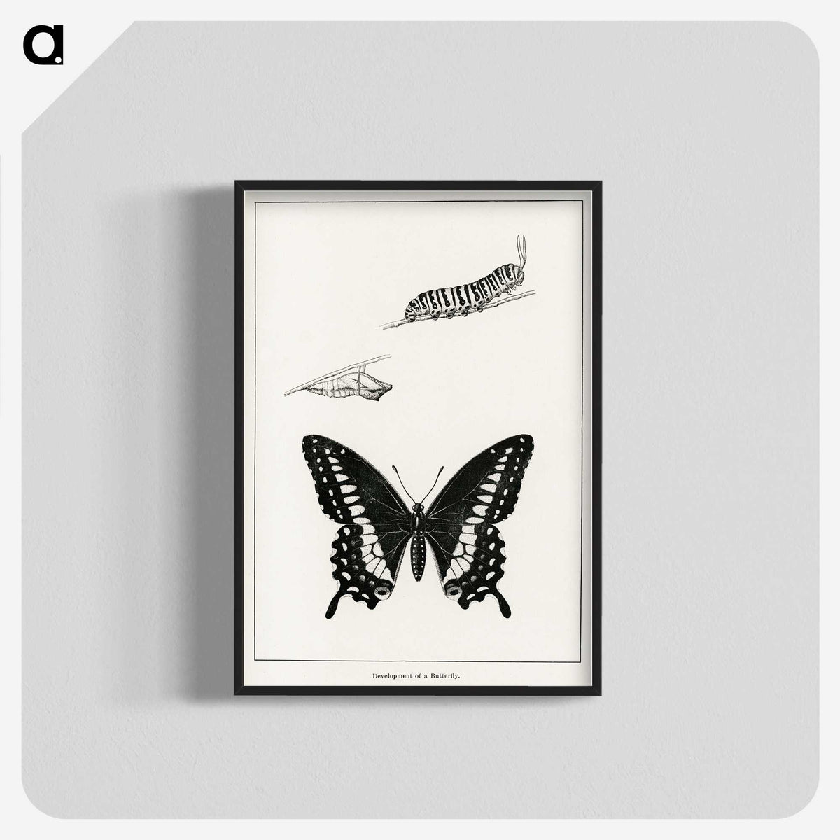 1-39_Moths-and-Butterflies-of-the-United-States_blk-crop
