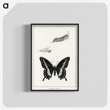 1-39_Moths-and-Butterflies-of-the-United-States_blk-crop