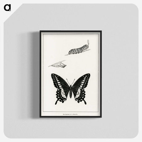 1-39_Moths-and-Butterflies-of-the-United-States_blk-crop
