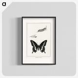 1-39_Moths-and-Butterflies-of-the-United-States_blk
