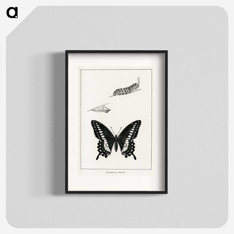 1-39_Moths-and-Butterflies-of-the-United-States_blk