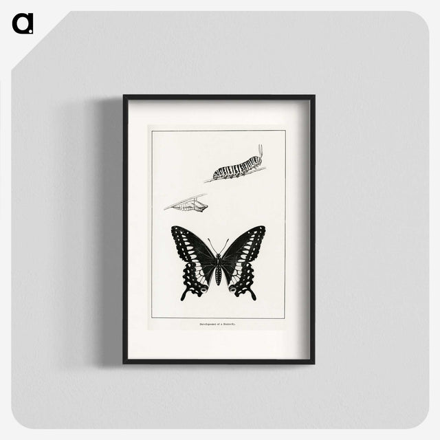 1-39_Moths-and-Butterflies-of-the-United-States_blk