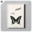 1-39_Moths-and-Butterflies-of-the-United-States_canvas