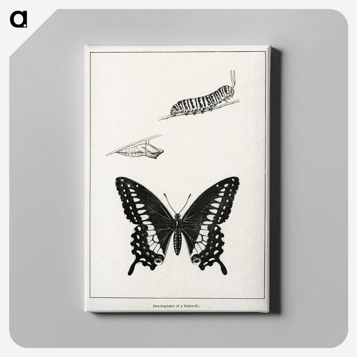 1-39_Moths-and-Butterflies-of-the-United-States_canvas