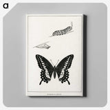 1-39_Moths-and-Butterflies-of-the-United-States_canvas