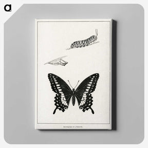 1-39_Moths-and-Butterflies-of-the-United-States_canvas