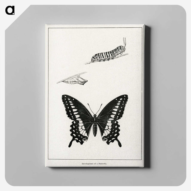 1-39_Moths-and-Butterflies-of-the-United-States_canvas