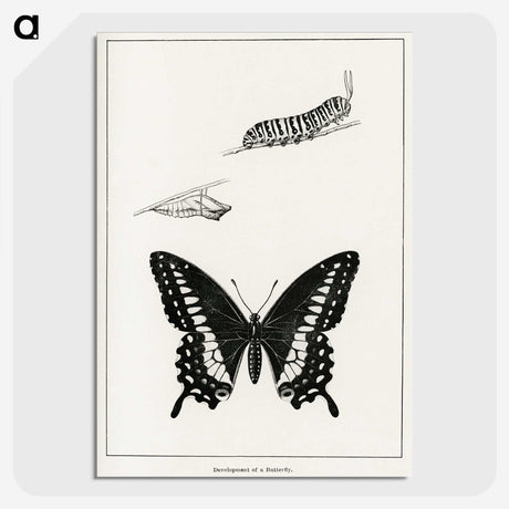 1-39_Moths-and-Butterflies-of-the-United-States_picture-crop