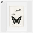 1-39_Moths-and-Butterflies-of-the-United-States_picture
