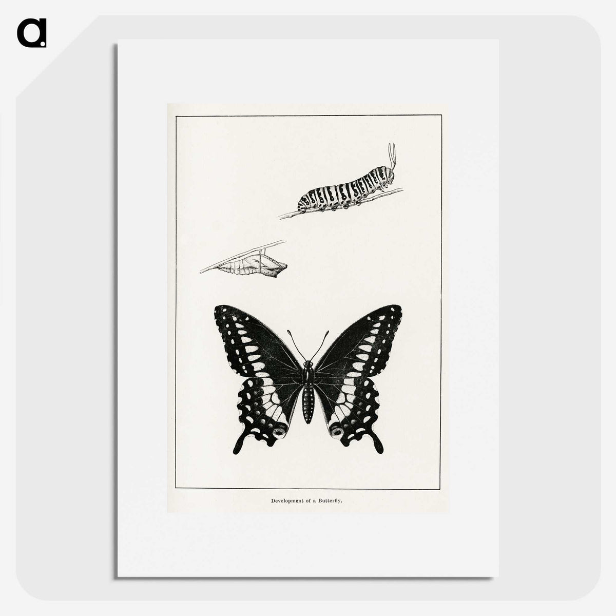1-39_Moths-and-Butterflies-of-the-United-States_picture