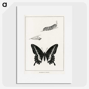 1-39_Moths-and-Butterflies-of-the-United-States_picture