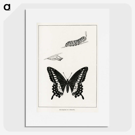 1-39_Moths-and-Butterflies-of-the-United-States_picture
