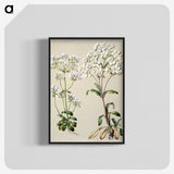 1-39_Native-Flowering-Plants-of-New-Zealand_blk-crop