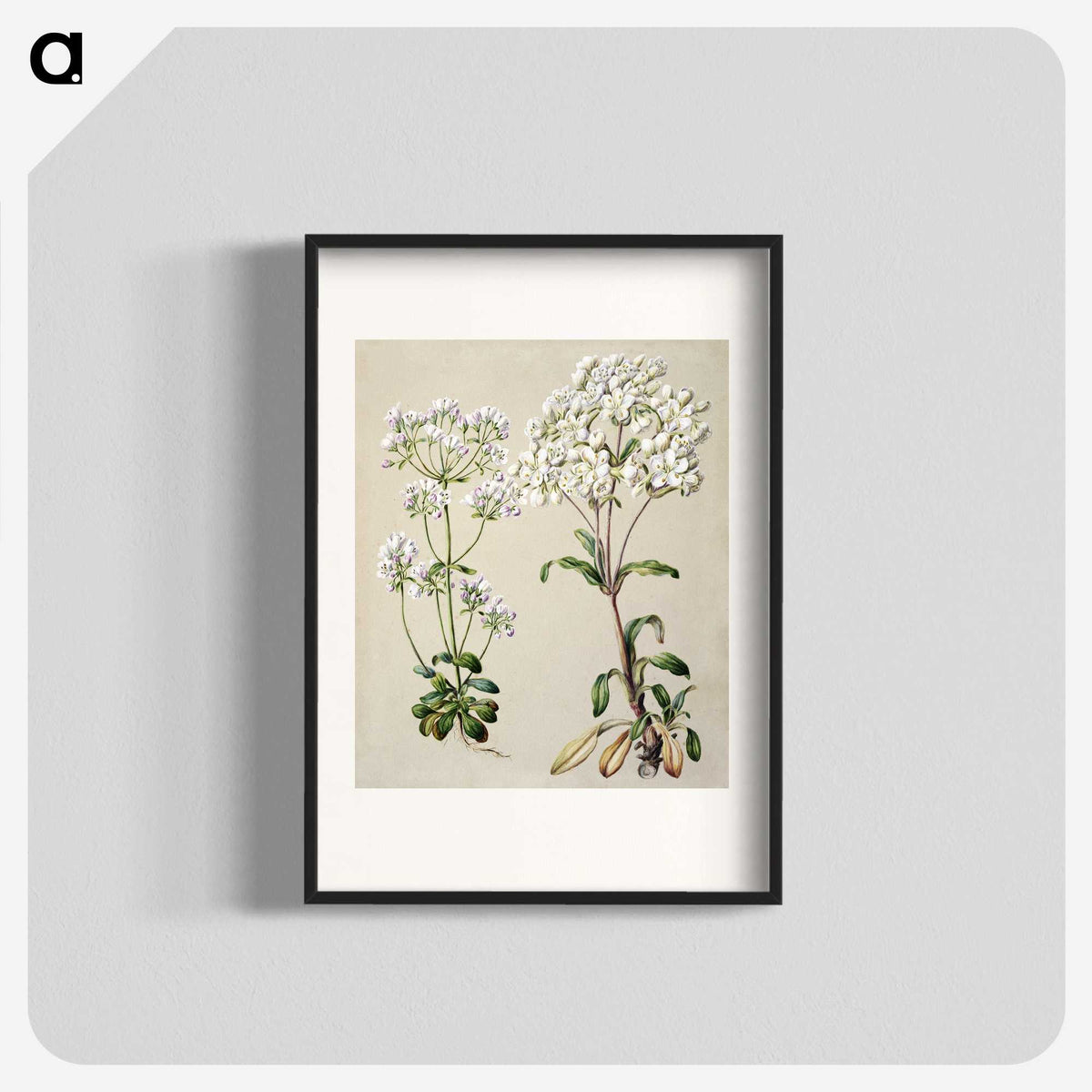 1-39_Native-Flowering-Plants-of-New-Zealand_blk