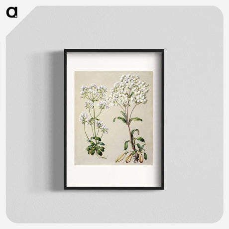 1-39_Native-Flowering-Plants-of-New-Zealand_blk