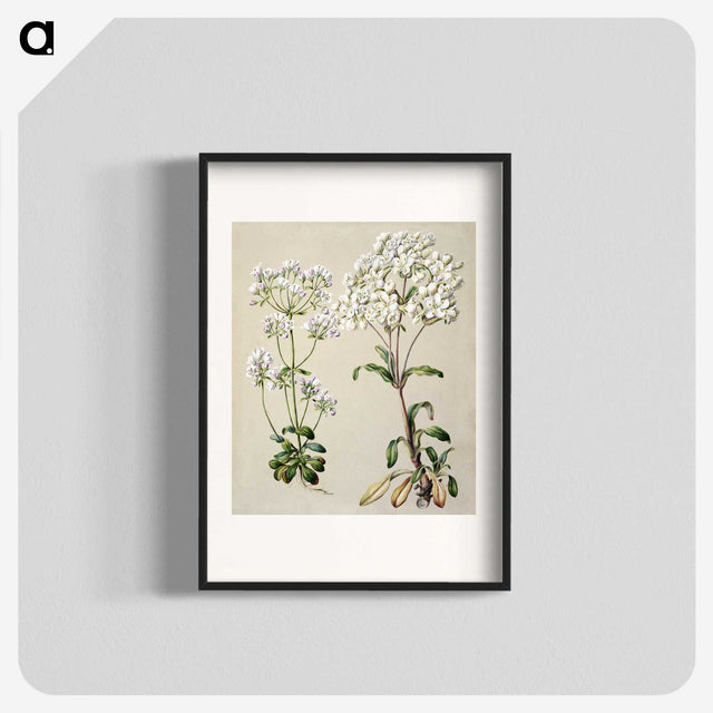 1-39_Native-Flowering-Plants-of-New-Zealand_blk