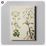 1-39_Native-Flowering-Plants-of-New-Zealand_canvas