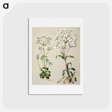1-39_Native-Flowering-Plants-of-New-Zealand_hagaki