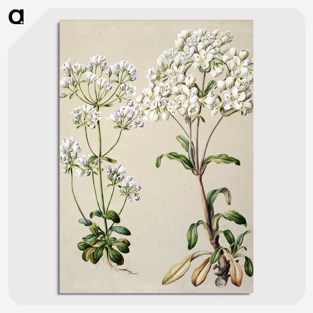 1-39_Native-Flowering-Plants-of-New-Zealand_picture-crop