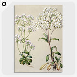 1-39_Native-Flowering-Plants-of-New-Zealand_picture-crop