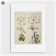 1-39_Native-Flowering-Plants-of-New-Zealand_picture