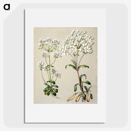 1-39_Native-Flowering-Plants-of-New-Zealand_picture