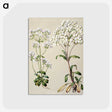 1-39_Native-Flowering-Plants-of-New-Zealand_postcard