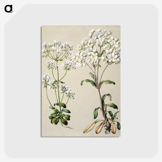 1-39_Native-Flowering-Plants-of-New-Zealand_postcard