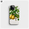 1-39_Nederlandsche-Flora-en-Pomona_phone