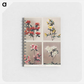 アートメモ帳-Group of Azaleas - 小川 一正 Memo.