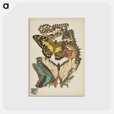アートポストカード-Vintage Butterflies
 - パピヨン Postcard.
