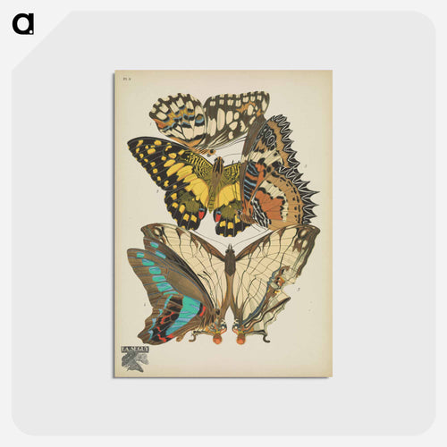 Vintage Butterflies
 - パピヨン Postcard.