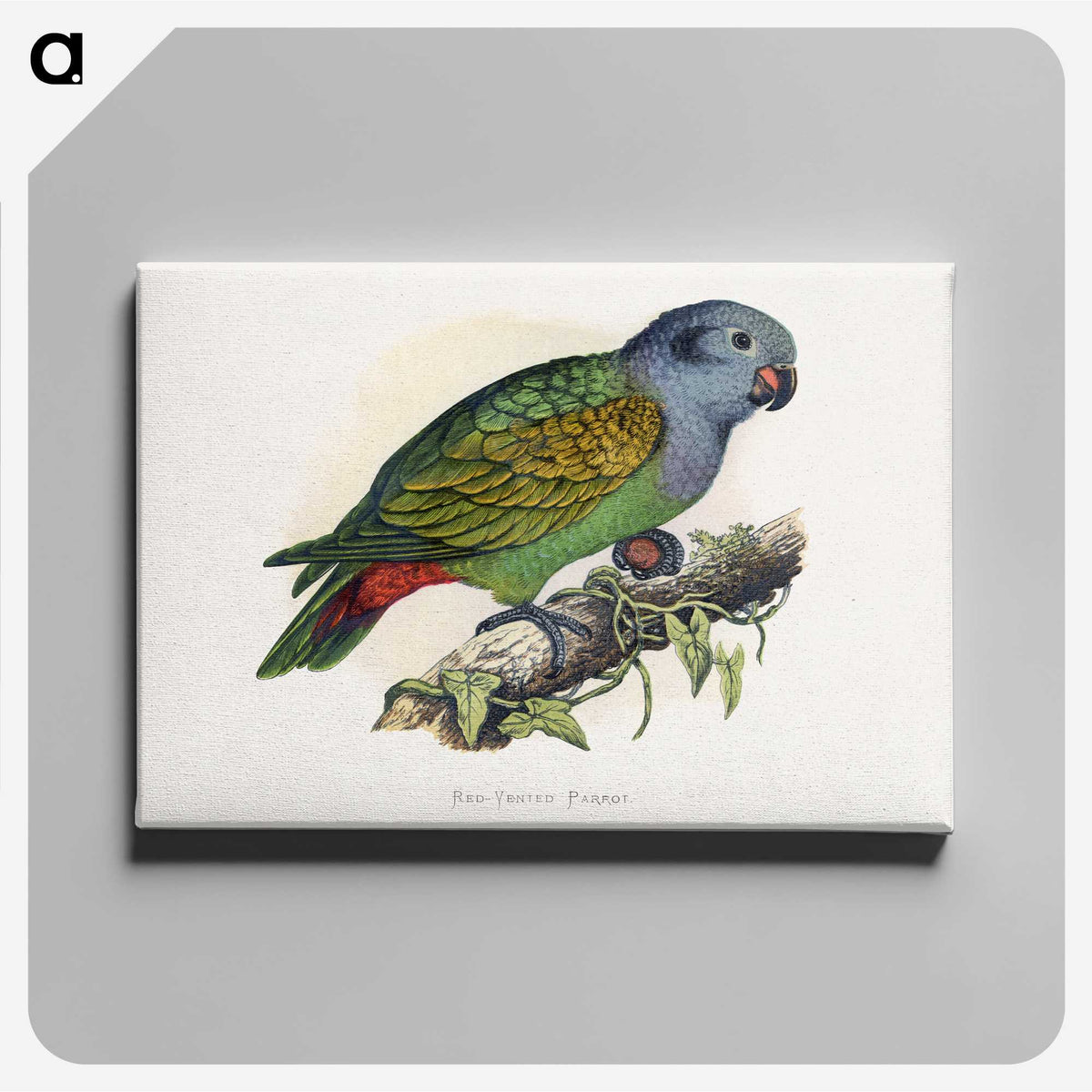 1-39_Parrots-in-Captivity_canvas