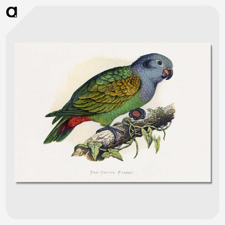 1-39_Parrots-in-Captivity_picture-crop