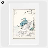 アートポスター-Night Heron and Little Egret
 - 鳥類図鑑 Poster.