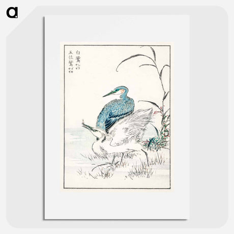 アートポスター-Night Heron and Little Egret
 - 鳥類図鑑 Poster.