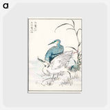 アートポストカード-Night Heron and Little Egret
 - 鳥類図鑑 Postcard.