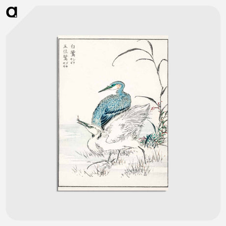アートポストカード-Night Heron and Little Egret
 - 鳥類図鑑 Postcard.