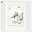 1-39_Pictorial-Monograph-of-Birds_picture