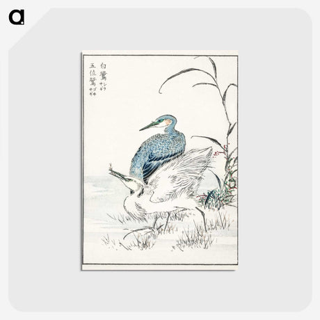 1-39_Pictorial-Monograph-of-Birds_postcard