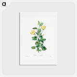 アートポストカード-Reduta Heterophylla - ピエール ジョゼフ ルドゥーテ Postcard.