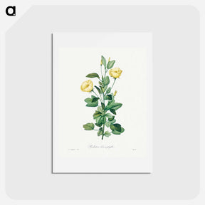 アートポストカード-Reduta Heterophylla - ピエール ジョゼフ ルドゥーテ Postcard.
