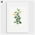 1-39_Pierre-Joseph-Redoute_picture