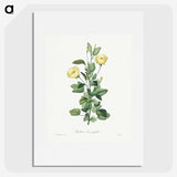 1-39_Pierre-Joseph-Redoute_picture