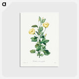 アートポストカード-Reduta Heterophylla - ピエール ジョゼフ ルドゥーテ Postcard.