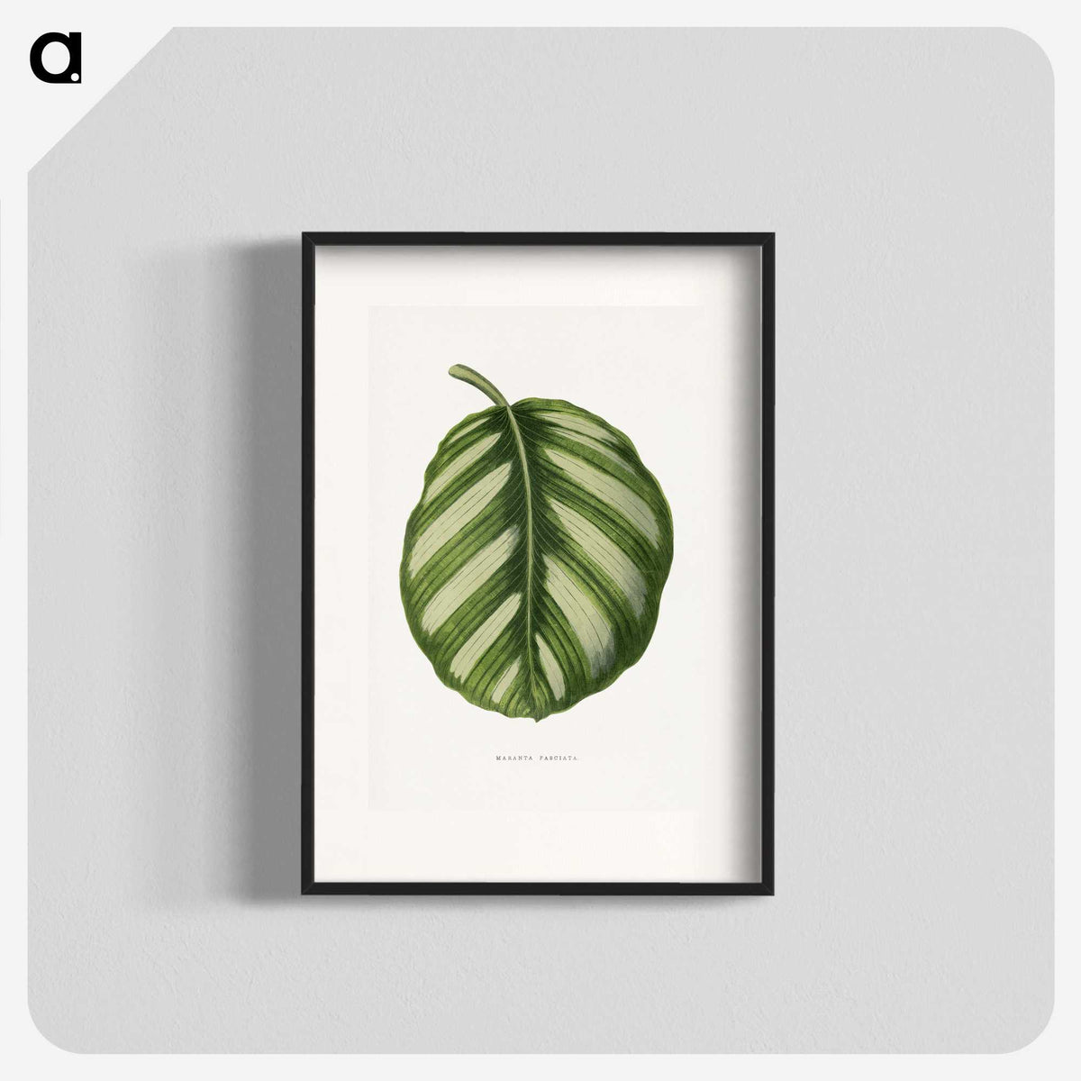 1-39_Plants-with-Colored-Foliage_blk
