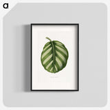 1-39_Plants-with-Colored-Foliage_blk
