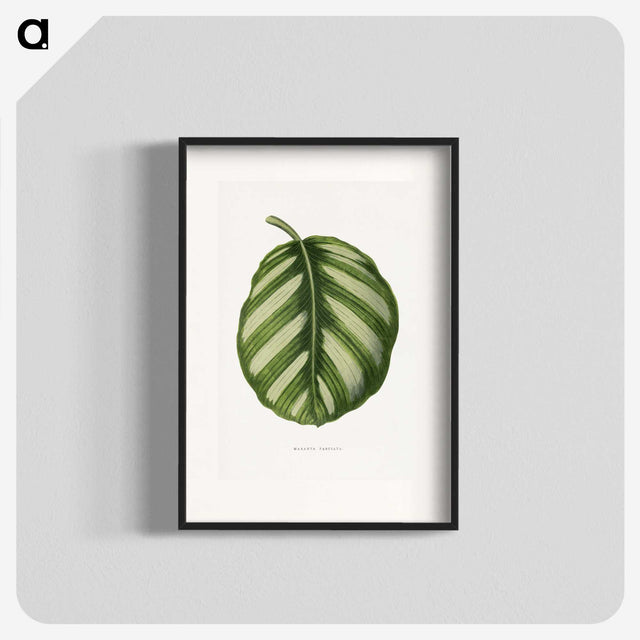 1-39_Plants-with-Colored-Foliage_blk